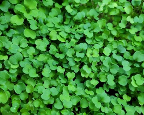 Mikroliście w zbliżeniu