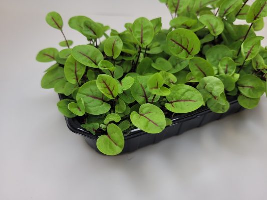 Mikroliście w doniczce