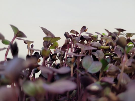 Microgreens - mikroliście rzodkiewki