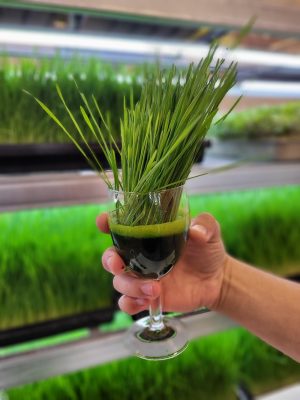 Sok z trawy przenicznej wheatgrass w szklance