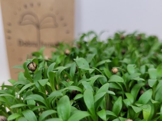 Świeże i zdrowe mikroliście