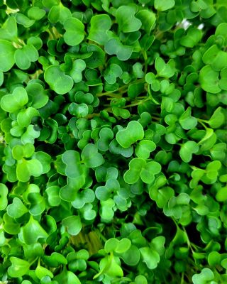 Mikroliście w zbliżeniu